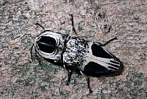 Giant click beetle {Alaus corpulentus} Madagascar