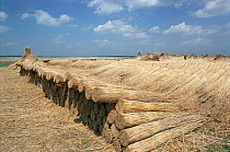 Reeds harvested for thatching lay ready to be exported from the Danube Delta, Romania