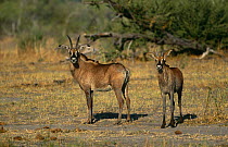 Roan antelope {Hippotragus equinus} Moremi reserve, Botswana