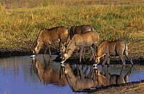 Roan Antelope {Hippotragus equinus} family group drinking at waterhole, Khwai River, Botswana