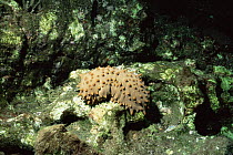 Brown sea cucumber {Isostichopus fuscus} Bartolome Island, Galapagos Islands