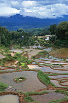 Flooded rice paddy fields, Central Sulawesi, Indonesia
