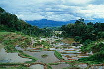 Flooded Rice paddy fields, Central Sulawesi, Indonesia