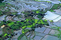 Rice paddy fields, Central Sulawesi, Indonesia