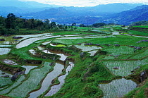 Landscape of rice paddy fields, Central Sulawesi, Indonesia
