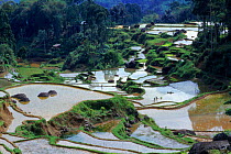 Landscape of rice paddy fields, Central Sulawesi, Indonesia