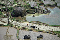 Aerial view of Farmers using Water buffalo {Bubalus arnee} to plough flooded rice fields, Central Sulawesi, Indonesia, 2000.