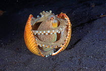 Veined octopus inside shell {Octopus marginatus}, Lembeh Strait, N Sulawesi, Indonesia. Shells are found in the seabed and dug up and cleaned by octopus, which then climbs inside for protection.