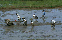 Farm workers with tractor preparing rice field for planting rice, Central Sulawesi, Indonesia. 2000.