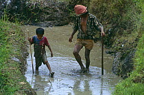 Young boy and man working in rice field (child labour) Central Sulawesi, Indonesia 2000.