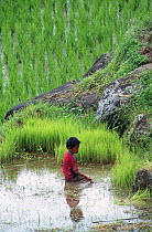 Boy working in rice field, Central Sulawesi, Indonesia  2000.