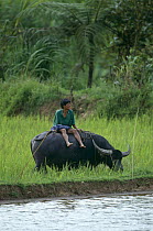 Farmer sitting on Water buffalo {Bubalus arnee} in rice field, Central Sulawesi, Indonesia 2000.