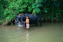 Children washing domestic Water buffalo {Bubalus arnee} in river, Central Sulawesi, Indonesia 2000.