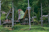 Traditional Tana Toraja houses, Central Sulawesi, Indonesia