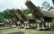 Traditional Tana Toraja houses, Tongkonan, Central Sulawesi, Indonesia