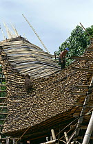 Roof detail of traditional Tana Toraja house under construction Tongkonan, Central Sulawesi, Indonesia 2000.