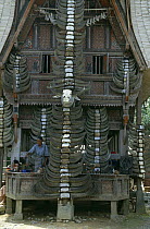 Tongkonan house facade with Buffalo horns from past sacrifices, Central Sulawesi, Indonesia 2000.