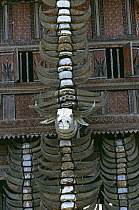 Main pillar of a Tongkonan house facade with Buffalo horns from past sacrifices Central Sulawesi, Indonesia.