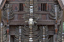 Main pillar of a Tongkonan with Buffalo horns from past sacrifices C Sulawesi, Indonesia