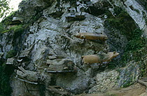 Wooden coffins at cliffside, Tana Toraja, Central Sulawesi, Indonesia