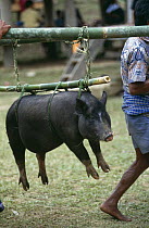 Pig tied on bamboo to be offered as sacrifice at Toraja funeral ceremony, Central Sulawesi, Indonesia. 2000.