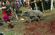 Buffalo being slaughtered during Toraja funeral ceremony, Central Sulawesi, Indonesia 2000.