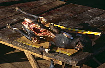 Dog meat, cooked dog in the market for sale, South Sulawesi, Indonesia