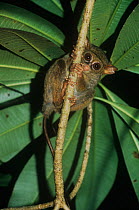 Spectral tarsier {Tarsius tarsier / spectrum / fuscus} looking down from tree, North Sulawesi, Indonesia, Vulnerable species