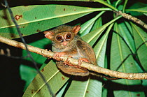 Spectral tarsier {Tarsius tarsier / spectrum / fuscus} portrait, North Sulawesi, Indonesia