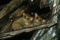 Two Spectral tarsiers {Tarsius tarsier / spectrum / fuscus} looking down from tree, North Sulawesi, Indonesia, Vulnerable species
