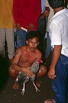 Man holding rooster {Gallus gallus domesticus} for illegal cock fighting, Northern Sulawesi, Indonesia. Note - knives attached to rooster's legs  2000.