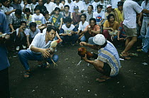 Illegal Cock fighting 'game', Northern Sulawesi, Indonesia. Note - roosters have knives on their legs 2000.