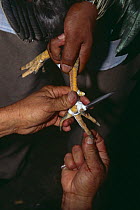 Man attaching blades to rooster's {Gallus gallus domesticus} leg for cock fighting, North Sulawesi, Indonesia 2000.