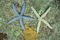Sea star, starfish {Linckia laevigata} two colour variations North Sulawesi, Indonesia