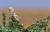 Yellow spotted agama lizard {Trapelus flavimaculatus}, Jiddat Al Harasis, Oman