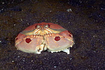 Box crab portrait, {Calappa flammea}, North Sulawesi, Indonesia