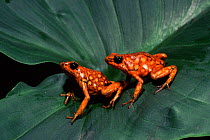 Poison arrow frog {Dendrobates histrionicus} Western Ecuador