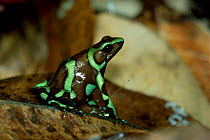 Poison Arrow frog {Dendrobates auratus} Panama