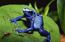 Poison Arrow / Blue Poison Dart frog {Dendrobates azureus} South America