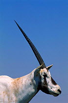 Arabian Oryx {Oryx leucoryx} Jaaluni, Oman