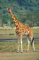 Rothschild's Giraffe {Giraffa.camelopardalis rothschildi} Lake Nakuru, NP.