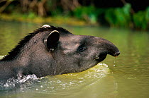 Brazilian Tapir swimming {Tapirus terrestris} Pantanal, Mato Grosso, Brazil