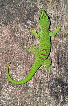 Madagascar Day gecko (Phelsuma madagascariensis) Andasive, Eastern Madagascar