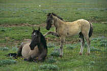 Young foal Mustang begging mother for milk {Equus caballus} USA
