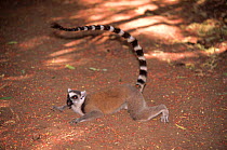 Ring-tailed lemur lying down on ground to cool off {Lemur catta}, Berentry Reserve, Madagascar