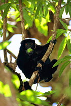 Perriers sifaka eating fruit in tree {Propithecus diadema perrieri}, Analamera National Park, Madagascar