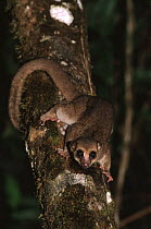 Greater dwarf lemur coming down tree {Cheirogaleus major}, Masoala Peninsula, Madagascar