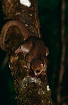 Greater dwarf lemur {Cheirogaleus major} sucking gum from tree at night, Masoala Peninsula, Madagascar