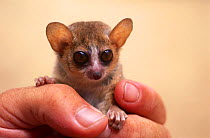 Russet mouse lemur held in hand {Microcebus rufus} captive, Kirindy Dry Forest Reserve, Madagascar