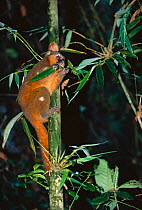 Golden bamboo lemur {Hapalemur aureus} eating bamboo, Ranamafana NP, Madagascar